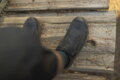 SHIMANO Scarpe SHAM903 nere 